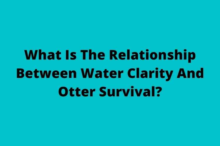 What Is The Relationship Between Water Clarity And Otter Survival?