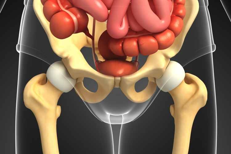 Write the Difference between Pectoral and Pelvic Girdle